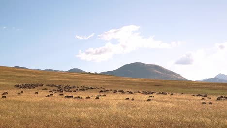 Flock-of-Sheep-grazing-on-the-slopes-of-the-Andes-on-the-golden-grass-in-sacred-valley,-Chincheros,-Cusco