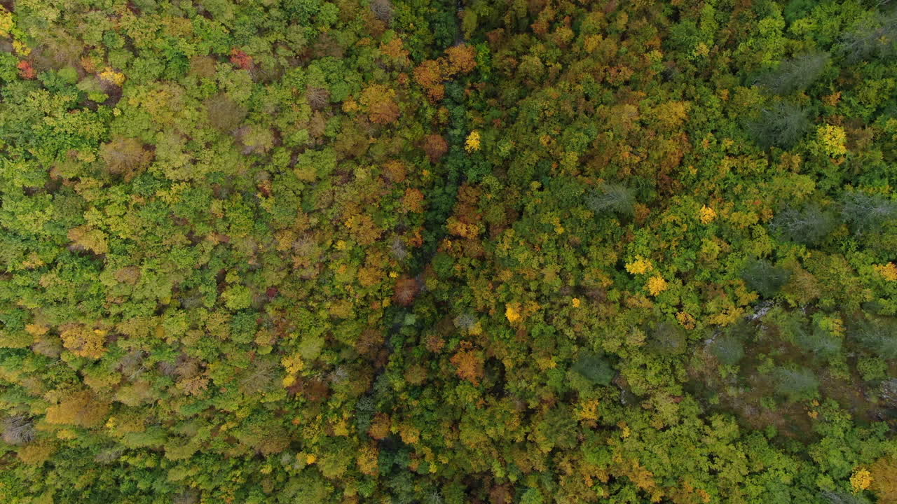 Aerial view of a forest with trees showing green yellow and brown colors A small stream flows through the center of the forest canopy