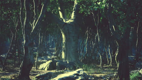 raíces de un árbol en un bosque brumoso
