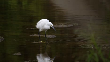 Seidenreiher-Auf-Seichtem-Bach-Auf-Der-Suche-Nach-Nahrung