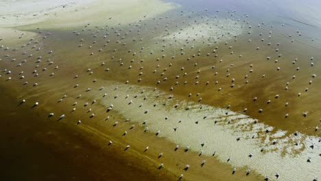 Colony-Of-Gulls-On-Calm-Sea-Surface-On-A-Sunny-Day