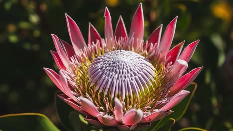 a captivating close-up of a stunning flower with vibrant pink and white petals, showcasing nature's intricate beauty and delicate structure in full bloom