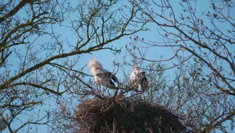 storks in a natural environment, perched in a tree, in their nest