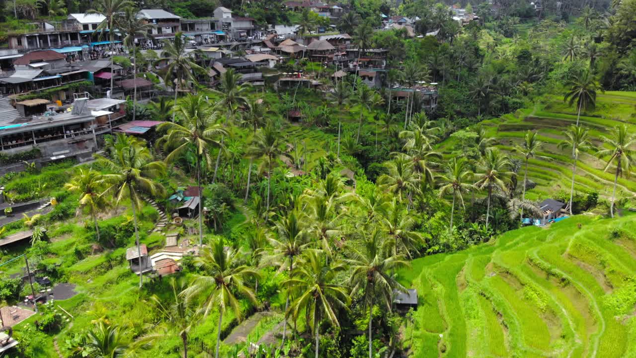 vista aérea sobre los verdes campos de arroz de tegalalang y la vegetación en bali, indonesia - toma de drone inclinada hacia arriba