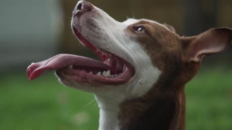 brown and white pitbull terrier panting in slow motion