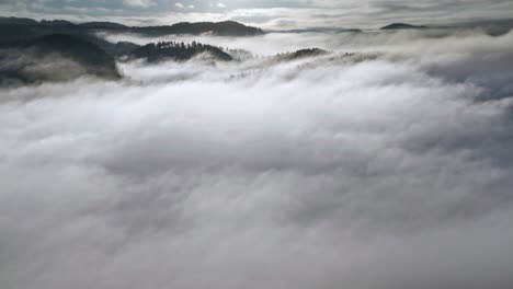 Una-Espesa-Niebla-Blanca-Flota-Lentamente-En-El-Valle-Revelando-Un-Denso-Bosque-De-Pinos