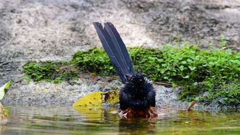 White-rumped-Shama-Baden-Im-Wald-An-Einem-Heißen-Tag,-Copsychus-Malabaricus,-In-Zeitlupe