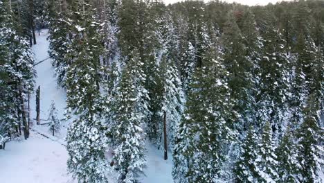 panning shot of a snowy california hillside. pines lightly covered in beautiful, white snow with the tops having melted in the sun revealing their evergreen colors.