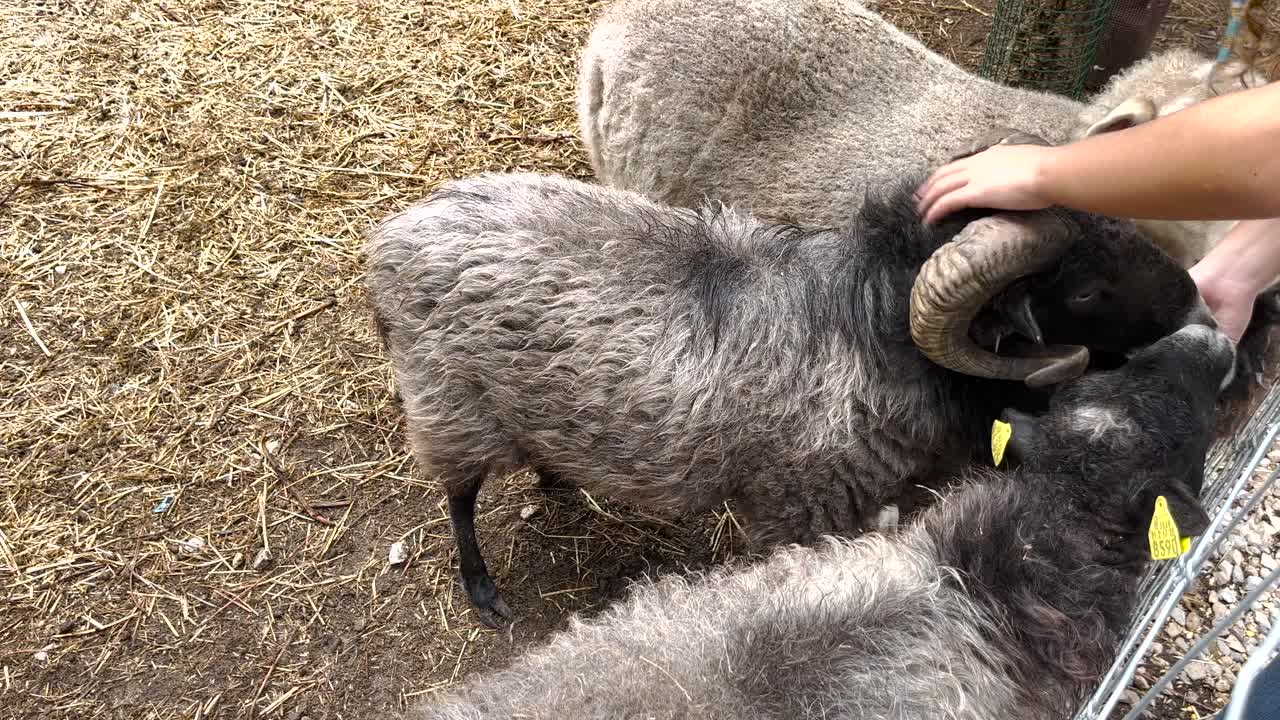 chica alimentando a su linda y codiciosa cabra en alentejo