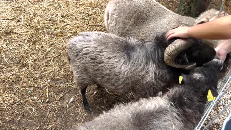 Mädchen-Füttert-Ihre-Süße-Und-Gierige-Kleine-Ziege-In-Alentejo