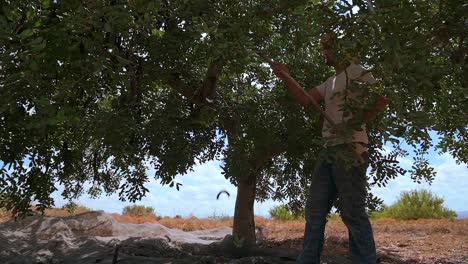 Man-harvesting-carob-pods-in-summer-countryside