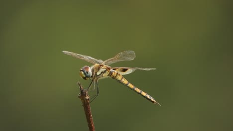 dragonfly - in wind - waiting for hunt