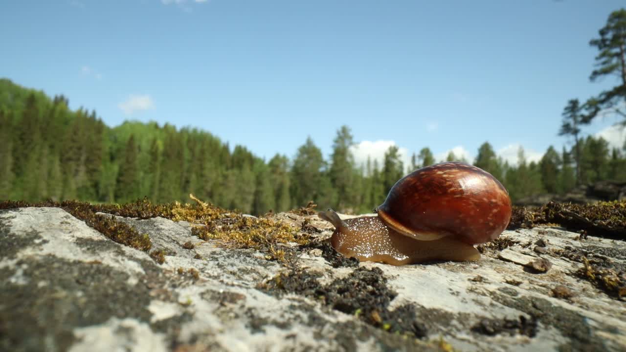 천천히 기어다니는 달 ⁇ 이 매크로 클로즈업