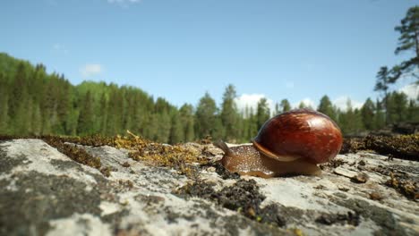 el caracol se arrastra lentamente en un primer plano macro