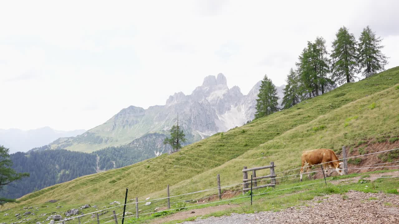 красивый австрийский пейзаж с коровой на переднем плане и бишопшу на заднем плане