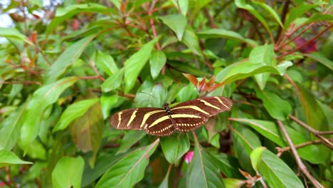 Mariposa-De-Colores-Naranja-Y-Negro-Sobre-Una-Hoja-Con-Flores-Cerca