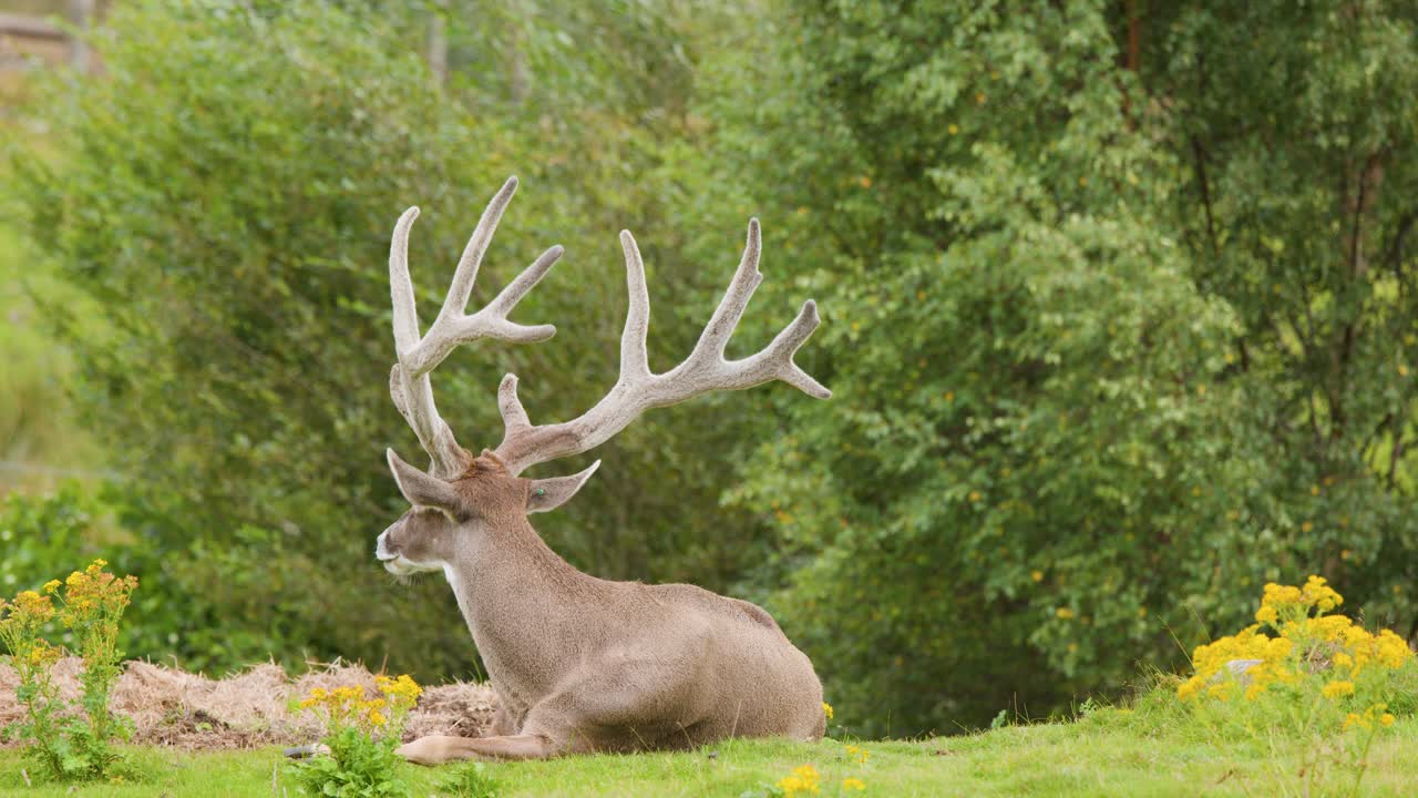 Large red deer stag with antlers resting on grass, overcast daylight, static wide shot