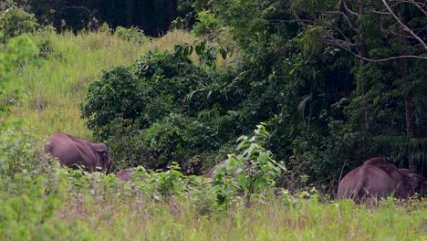 los elefantes asiáticos son especies en peligro de extinción y también son residentes de tailandia