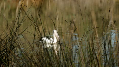 large white pelican fishing for food in a pond