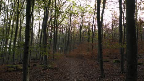 Walking-in-calm-forest-with-orange-leaves-on-the-ground