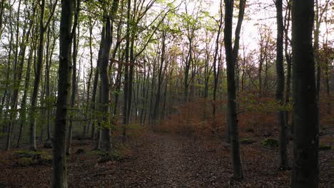 walking in calm forest with orange leaves on the ground