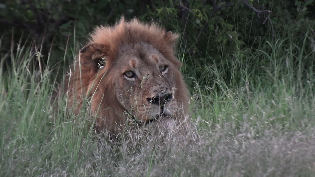 un león macho mirando algo, primer plano de la cara con la hierba alta soplando en primer plano