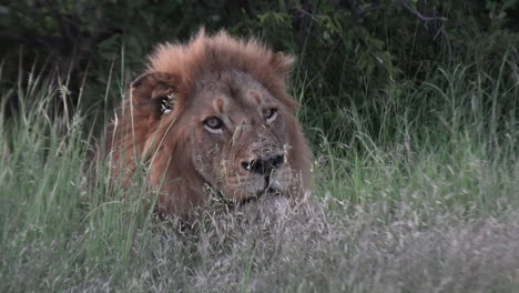 Un-León-Macho-Mirando-Algo,-Primer-Plano-De-La-Cara-Con-La-Hierba-Alta-En-Primer-Plano