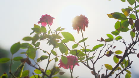 Sun-shining-and-making-flares-through-beautiful-rose-petals-flowers-growing-on-spring-trees-outdoors-in-city-park