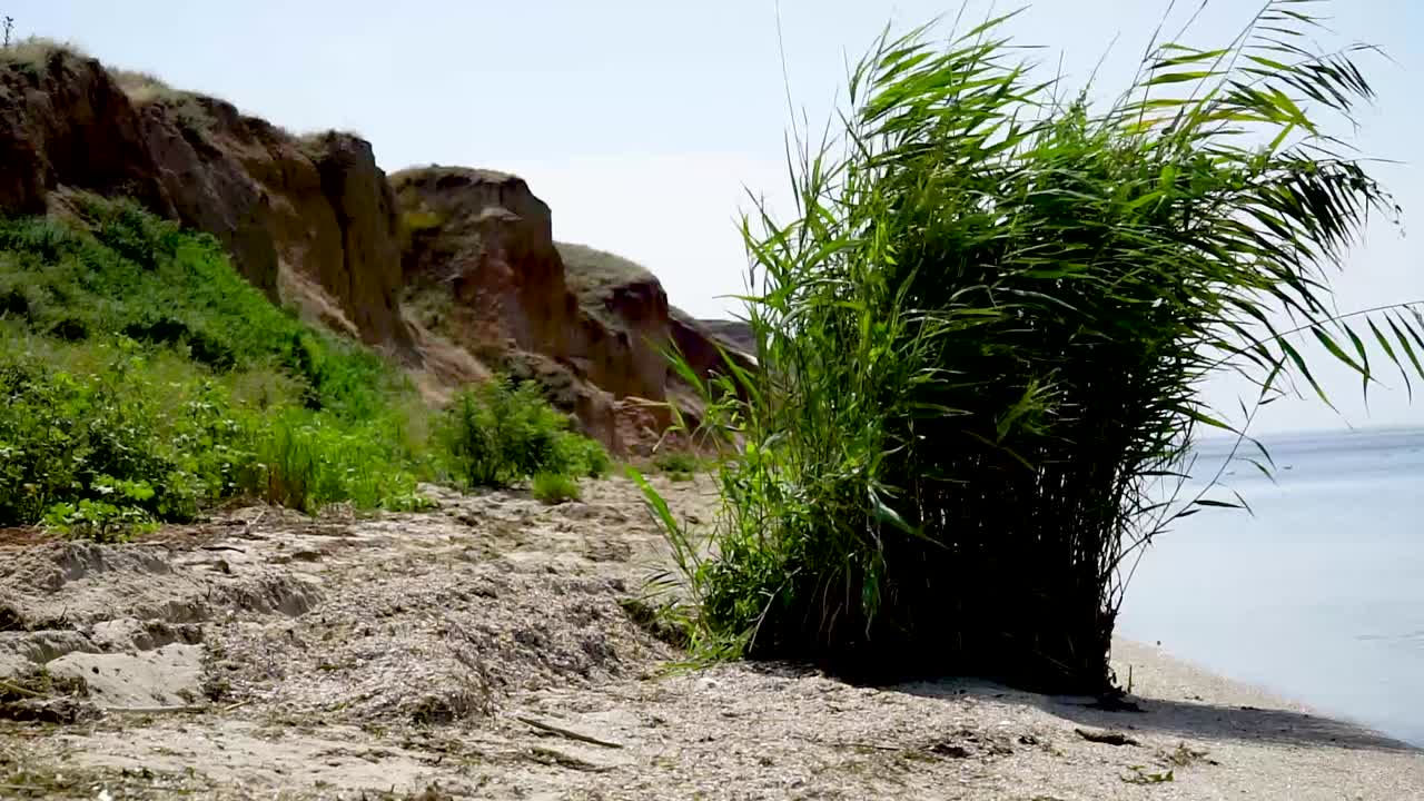 arbusto verde en la playa