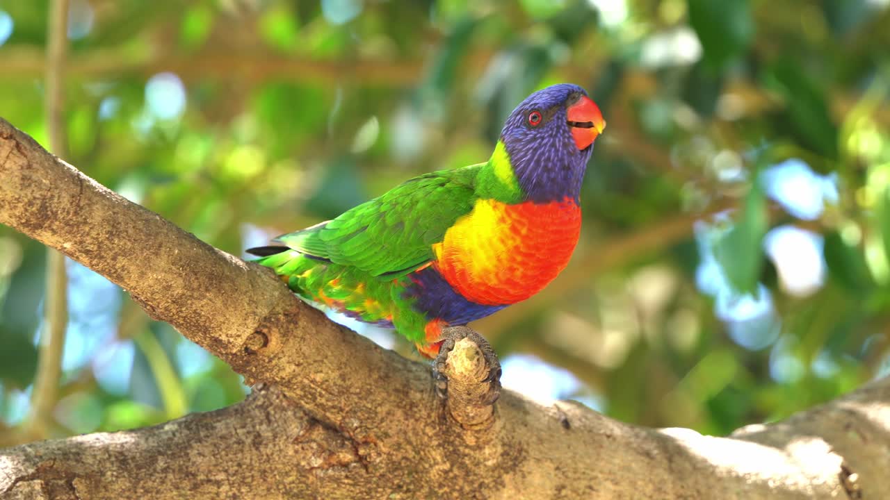 lorikeet arcoiris, trichoglossus moluccanus posado en el árbol, chasquido de lengua, pico moliendo contra la rama y preguntándose por el entorno que lo rodea, primer plano