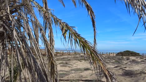 a Slow moving shot of a dry palm tree with the ocean and walkway in the background
