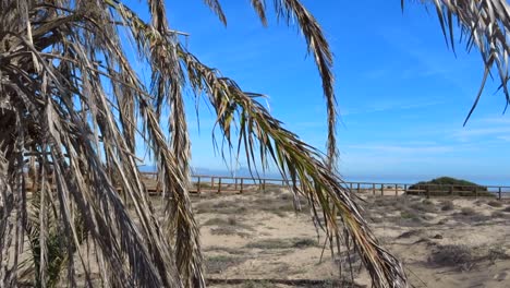 a slow moving shot of a dry palm tree with the ocean and walkway in the background