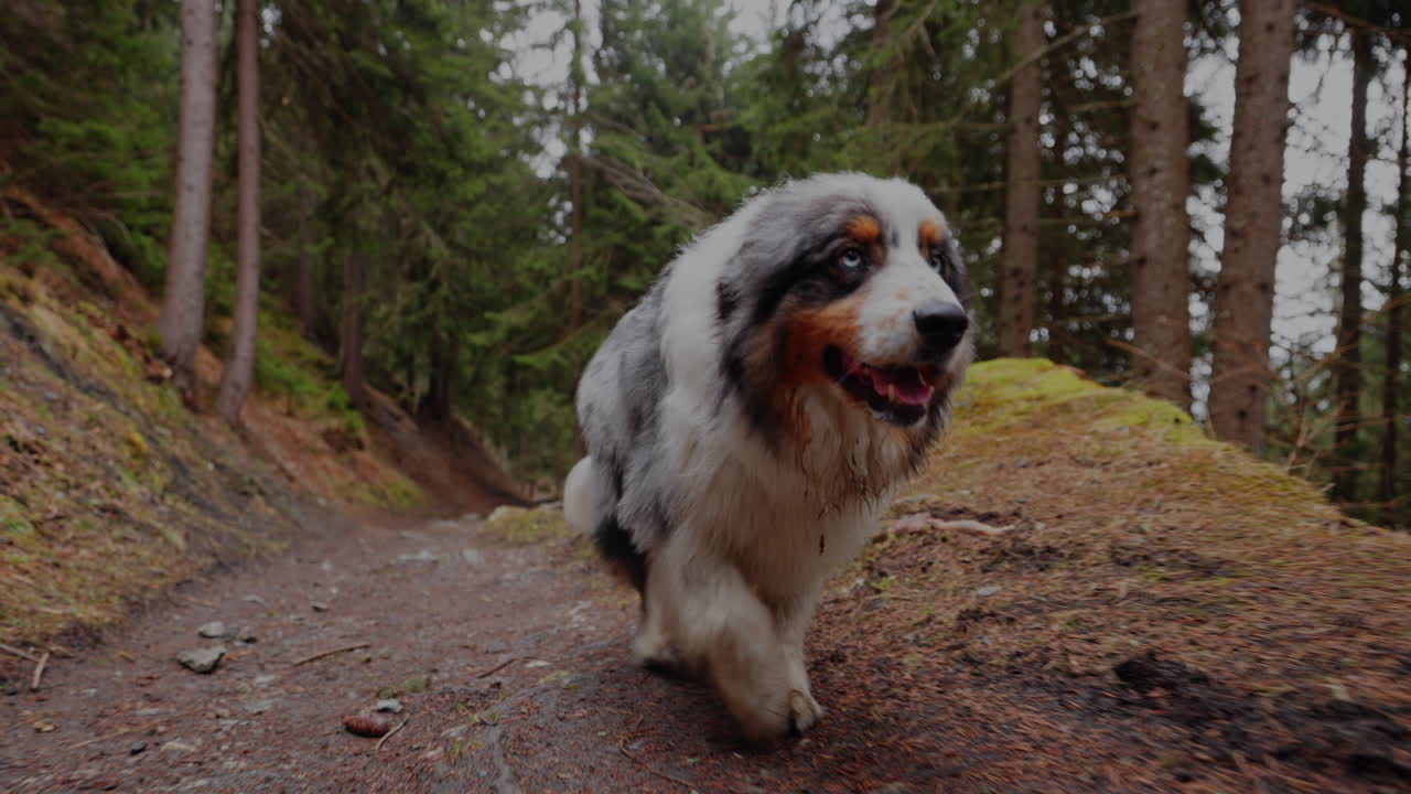 Australian Shepherd exploring a lush mountain forest, walking through trees and sunlight, capturing the spirit of adventure and nature.