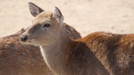 Sika-deer-doe-or-Northern-spotted-deer-head-close-up-Standing-in-Sunlight-in-Japan