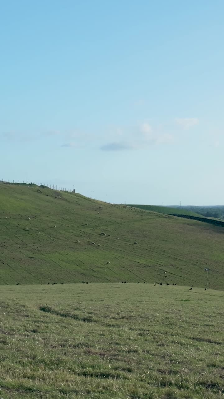 Rural Landscape with Sheep and Birds on Green Hills