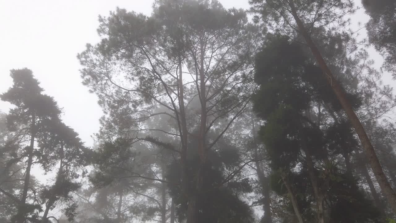 울창 한 열 대 우림에서 아침 안개