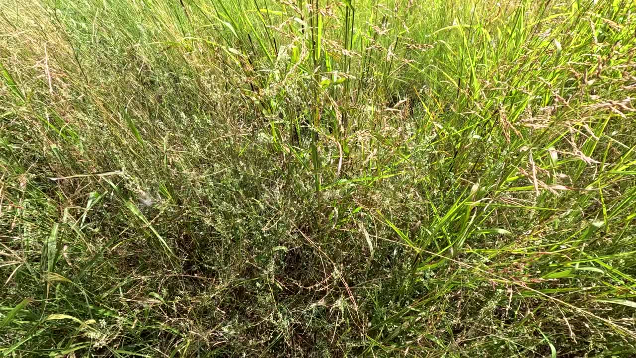 la hierba y las malezas se mueven suavemente en la brisa