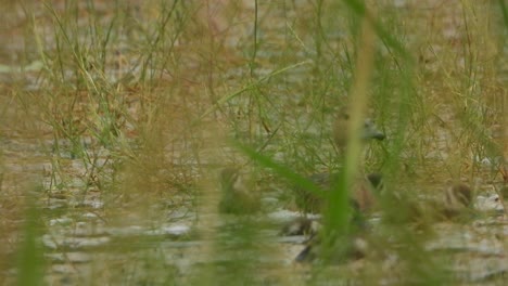 Pfeifende-Ente-Und-Küken-Im-Wasser