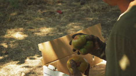 farmer selecting rotten tomatos from a cardboard box