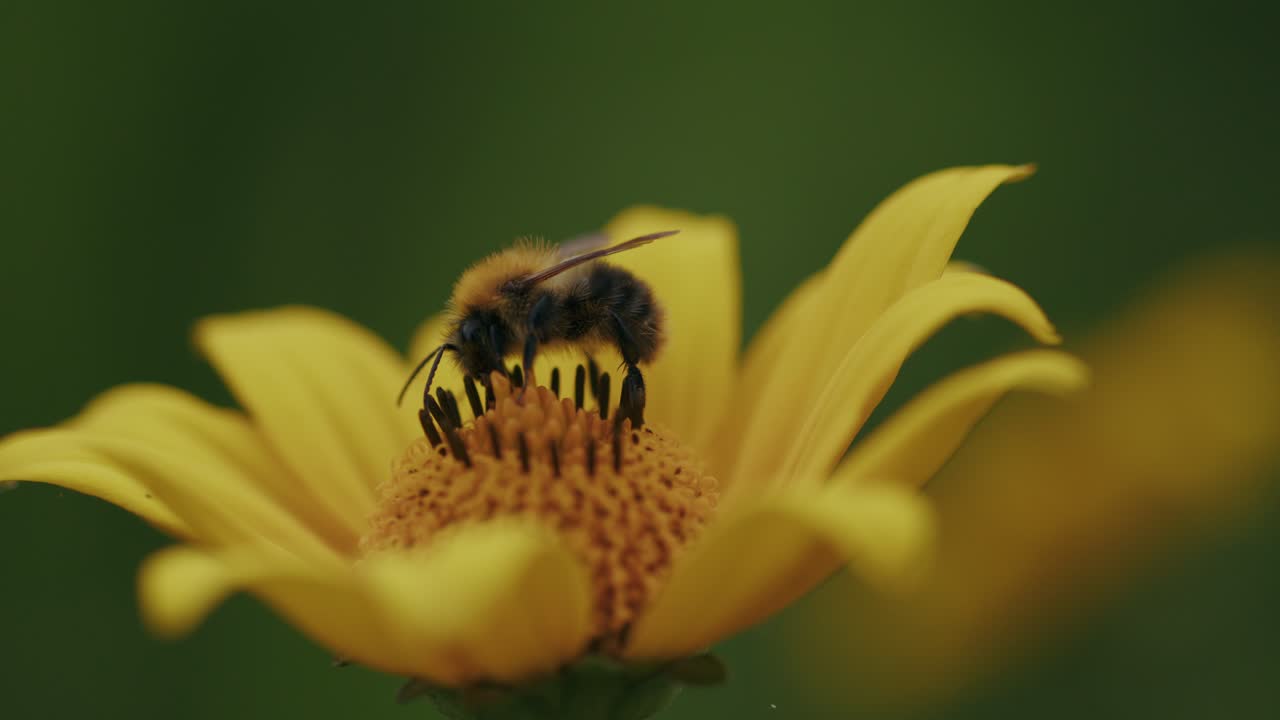 Honey worker bee collects pollen from bright yellow
