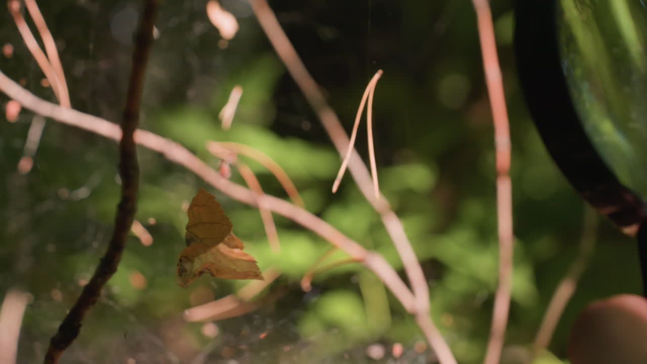 Human hand holding microscope to observe spider webs with dry leaves entangled on thin threads illuminated by bright sunlight in forest, highlighting fragile cobweb structure