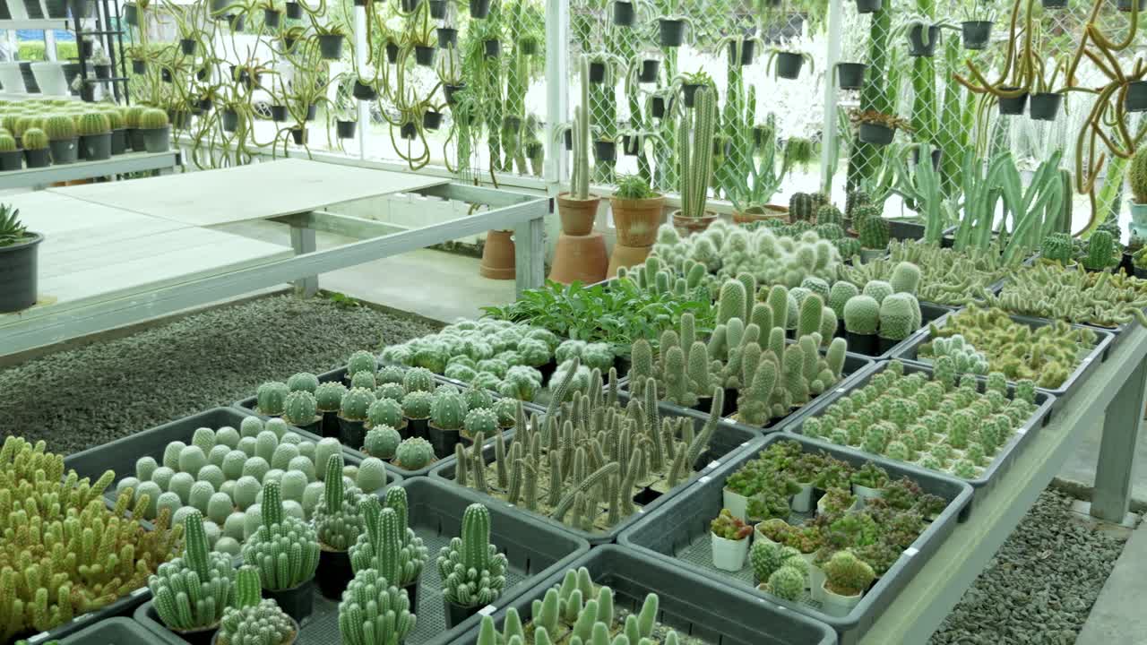 Exploring cacti varieties in greenhouse urban environment plant collection close-up view