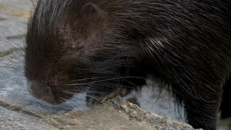 Extreme-Nahaufnahme-Kap-Stachelschwein-Schnauze-Schnüffeln-Felsige-Landschaft