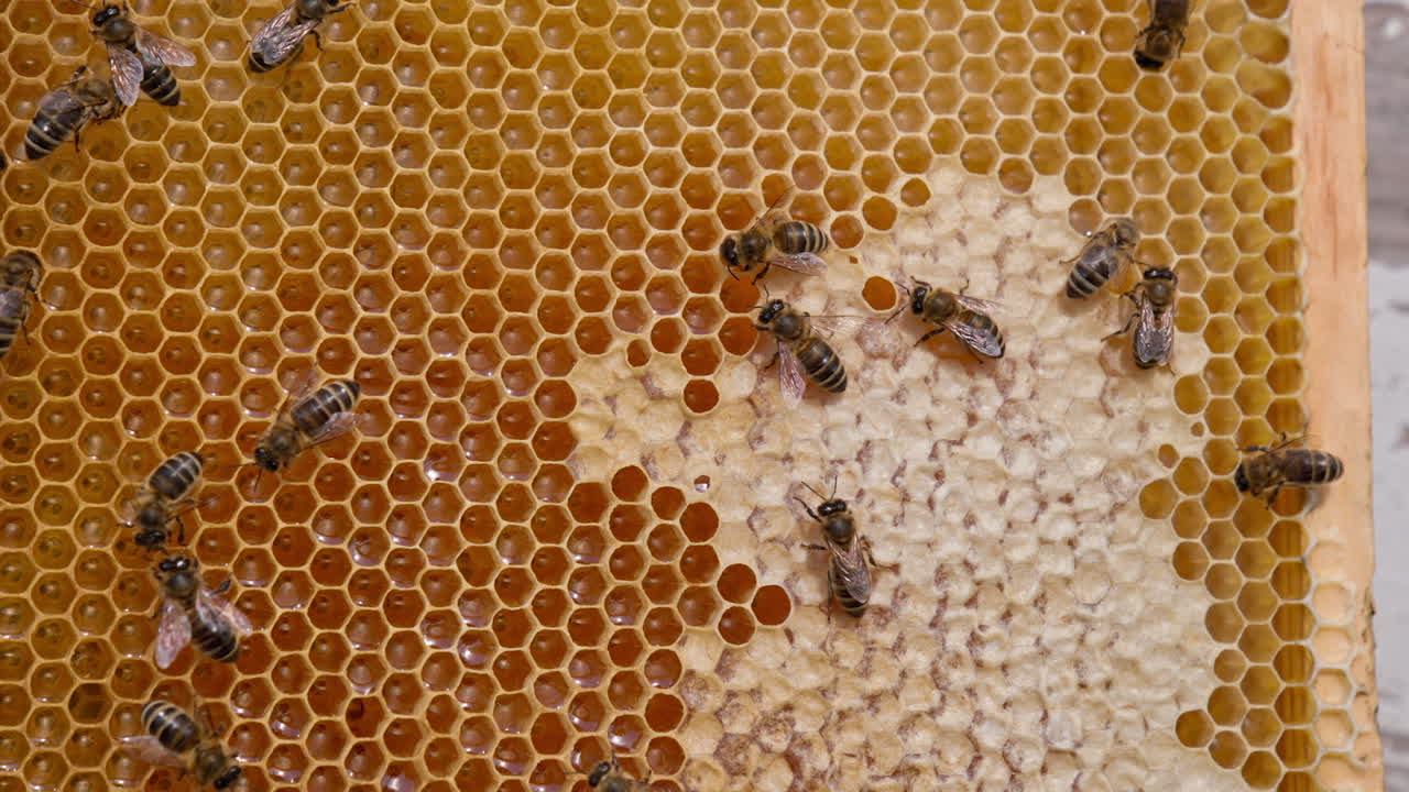 Fresh yellow liquid honey sparkling in the cells of honeycombs. Some bees crawling by the frame sealing the cells. Close up.