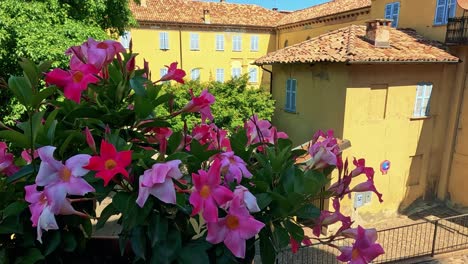 vibrant flowers in an italian courtyard