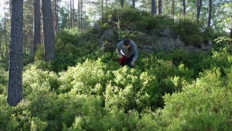 A-forest-is-full-of-blueberry-bushes