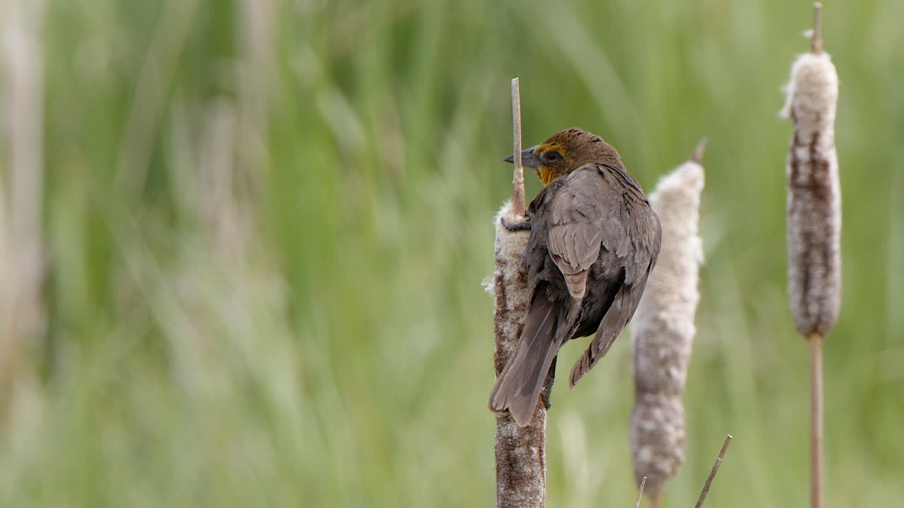 seleccione el enfoque: la hembra de pájaro negro de cabeza amarilla se ve desde la perca de cola de gato