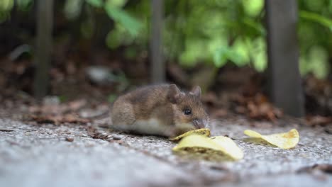 rodent chewing on left over potato chips