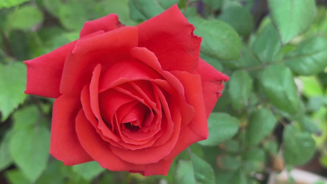 closeup of red rose blooming at the home garden