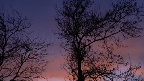 slow tilt up silhouette shot of trees with a colorful sky at sunset